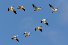 Snow Geese Flying In Formation