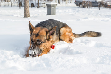 Wall Mural - German shepherd playing with its ring toy in deep snow