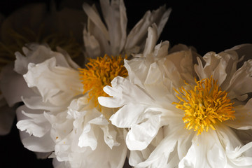 peony on the black background