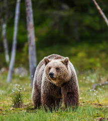 big bear among the trees at the edge of the forest. summer. finland.