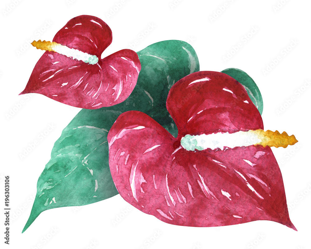 アンスリウム水彩画