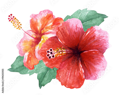 ハイビスカス 赤 水彩 イラスト Stock Illustration Adobe Stock ハイビスカス 赤 水彩 イラスト Stock Illustration Adobe Stock