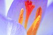 Crocus flower blossom, macro blue toned photo