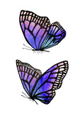 Fototapeta Motyle - Illustration of watercolor butterflies with a black outline.