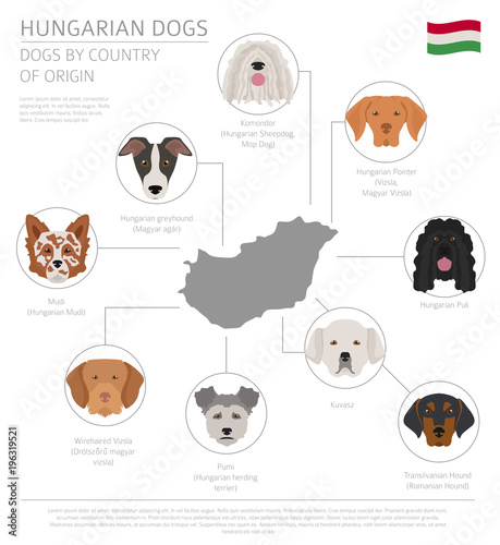 Dogs By Country Of Origin Hungarian Dog Breeds Infographic Dogs By Country Of Origin Hungarian Dog Breeds Infographic Template