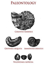 Vintage Paleontology  Illustration Of Fossilized Shells: Ceratites Nodosus, Gryphaea Arquata, Ammonites Ornatus And Waldheimia Impressa