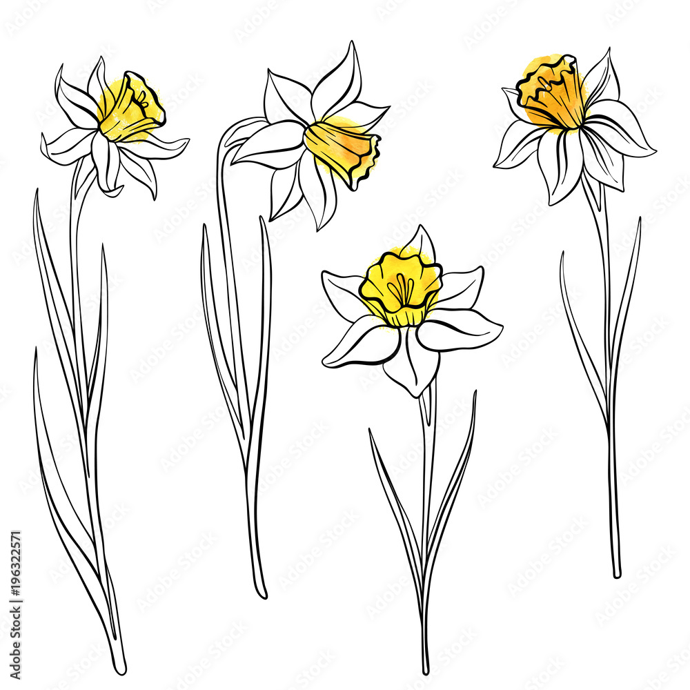 Wektor Rysunek Kwiaty Anrcissus 196322571 Obraz Grafiniapl