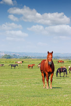 Herd Of Horses In Pasture Spring Season