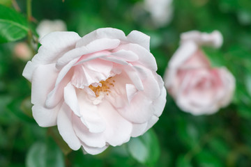 Flower of a rose blooms in the garden