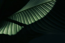 Green Leaf On Black Background