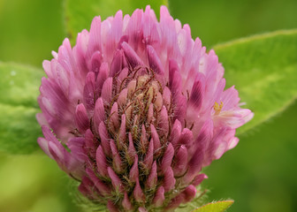 Pink clover ( trifoluim pratense) covered with dew drops, closeup, macro, 