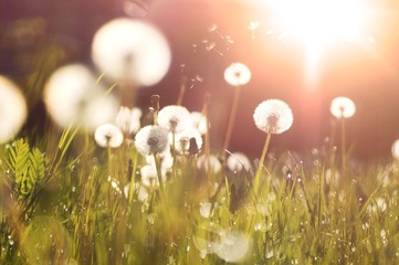 Fotomurales - Fluffy dandelions glow in the rays of sunlight at sunset in nature on a meadow. Beautiful dandelion flowers in spring in a field close-up in the golden rays of the sun.
