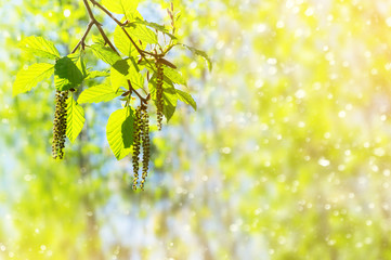 Aufkleber - Spring background with branch with catkins of alder