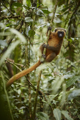 Goldener Bambus Lemur Urwald Ranomafana Nationalpark Madagaskar