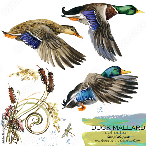 Fotomural duck mallard hand drawn watercolor illustration set