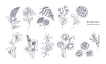 Collection Of Gorgeous Floristic Flowers And Wild Flowering Plants Hand Drawn With Black Contour Lines On White Background. Bundle Of Elegant Natural Decorations. Hand Drawn Vector Illustration.