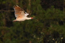 Crested Ibis Bird Flying In The Sunset