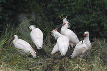 Family Of Crested Ibis Birds On The Ground