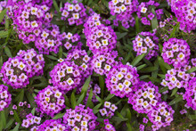 Purple Sweet Alyssum Flowers