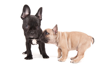 Wall Mural - French bulldogs isolated over white background