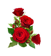 Corner Arrangement With Red Roses Flowers And Buds