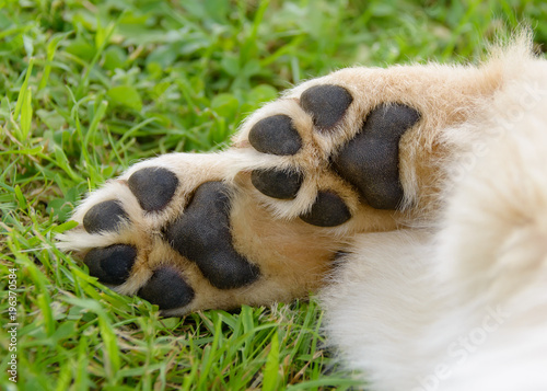 Dog's paws showing pads, Golden Retriever puppy