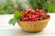 Red Currant In A Basket With Green Bckground