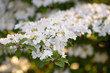 White Flower On  Branch