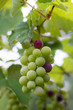 Growing Grapes On A Branch