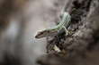 Green Lizard On A Wood