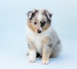 Little Shetland Sheepdog Portrait