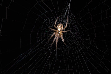 spider on web