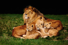 Lion Family Lying In The Grass