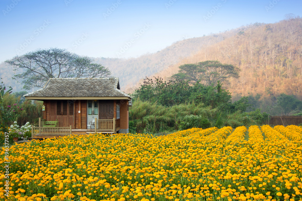 Landscape image. Thai house in beautiful yellow flower garden and