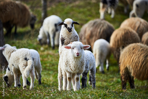 jagnieta-ovis-aries