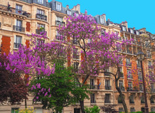 Paris. The Facade Of A Typical House With Trees, Wisteria In The Courtyard