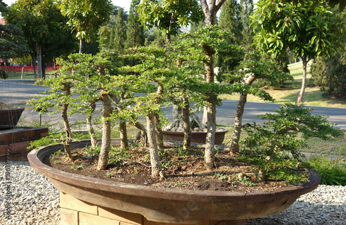 Bonsai tree in a park, Chiangmai, Thailand - Buy this stock photo and explore similar images at Adobe Stock | Adobe Stock Bonsai tree in a park, Chiangmai, Thailand - Buy this stock photo and explore similar images at Adobe Stock | Adobe Stock