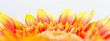 © annaia - närbild på orange blomblad abstrakt bakgrundsbanner