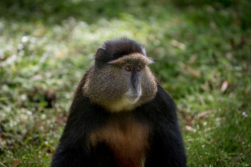 Sticker - Golden monkey in Volcanoes National Park