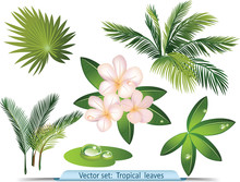 Vector Set Of Tropical Leaves