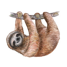 Watercolor Sloth Illustration. Tropical Animal. Template. Handmade. Close-up. 