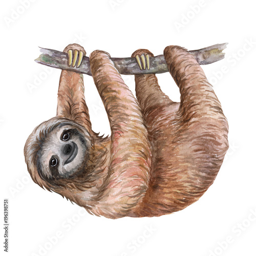 Fotomural Watercolor sloth illustration