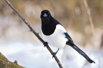 the ferocious look of a eurasian magpie sitting on a thin branch.