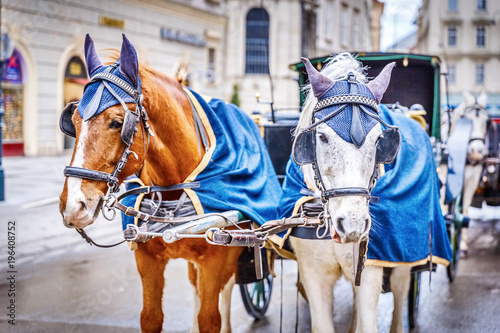Fotografie, Obraz Horses in crew waiting to tourists around the beautiful city of Vienna, horses with vintage cab are famous iconic landmark in Vienna, Austria