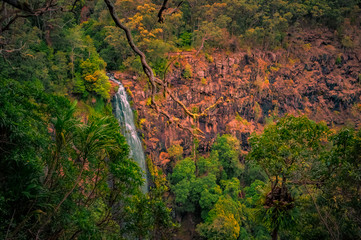 Beautiful rainforest walk at Purling Brook Falls, Springbrook National Park, Queensland, Australia