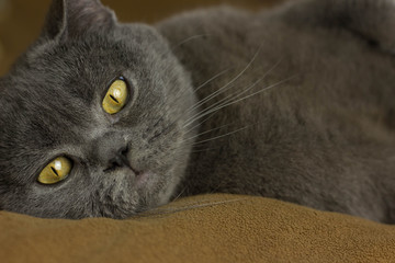 Gray British cat lying on his back