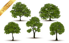 Collection  Beautiful Tree Realistic  On A White Background.