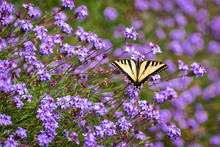 Dorsal View Of Western Tiger Swallowtail In Purple Flowers.