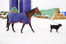 Brown Horse Covered With A Blanket Walking On A Snow Being Pulled On A Lead By A Black Labrador Dog