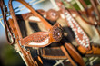 horse leather tack at a Rodeo